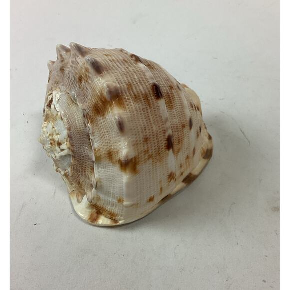 Bullmouth Helmet Natural Conch Seashell Ocean Nautical Decor - 4” - Picture 1 of 8